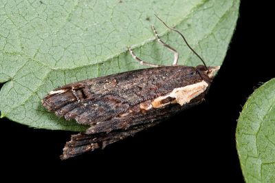 Lophoptera nama 雄蟲