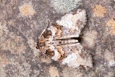 白灰夕蕊尾蛾 Sigmuncus albigrisea 雄蟲