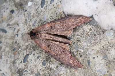 長翅脊蕊尾蛾 Lophoptera longipennis 雄蟲