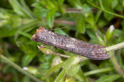 長翅脊蕊尾蛾 Lophoptera longipennis 雄蟲