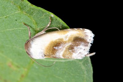 橄欖綠麗夜蛾 Acontia olivacea 雄蟲
