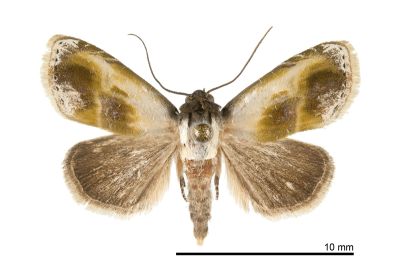 橄欖綠麗夜蛾 Acontia olivacea 雄蟲