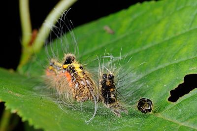 蘋劍紋夜蛾 Acronicta intermedia