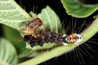 白裙劍紋夜蛾 Acronicta denticulata pernivea