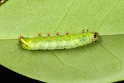 條首夜蛾 Fascionycta fasciata
