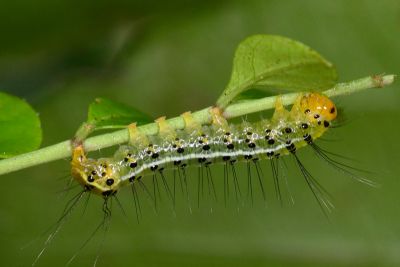 條首夜蛾 Fascionycta fasciata