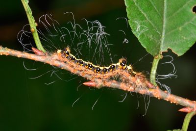 蘋劍紋夜蛾 Acronicta intermedia