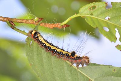 蘋劍紋夜蛾 Acronicta intermedia