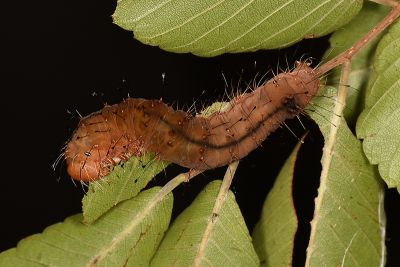 榆劍紋夜蛾 Acronicta hercules