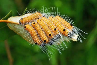 胡頹子劍紋夜蛾 Acronicta pruinosa