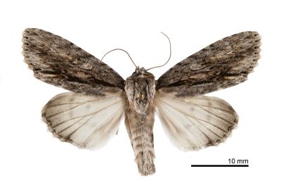 白裙劍紋夜蛾 Acronicta denticulata pernivea 雌蟲