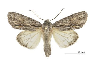 白裙劍紋夜蛾 Acronicta denticulata pernivea 雄蟲