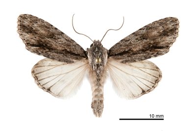 白裙劍紋夜蛾 Acronicta denticulata pernivea 雄蟲