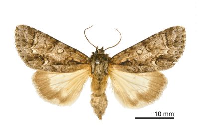 威劍紋夜蛾 Acronicta digna 雌蟲