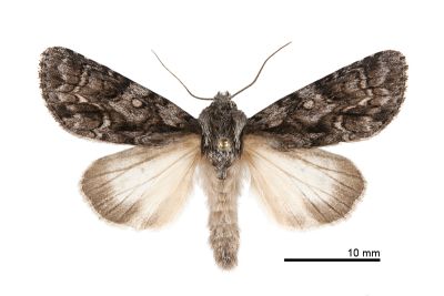 威劍紋夜蛾 Acronicta digna 雄蟲