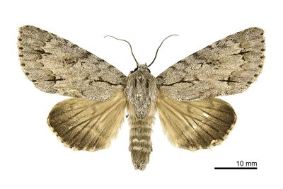 臺灣桑劍紋夜蛾 Acronicta gigasa