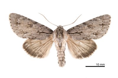 臺灣桑劍紋夜蛾 Acronicta gigasa 雄蟲