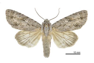 榆劍紋夜蛾 Acronicta hercules 雄蟲