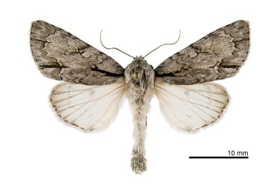 蘋劍紋夜蛾 Acronicta intermedia 雄蟲