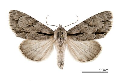 蘋劍紋夜蛾 Acronicta intermedia 雌蟲