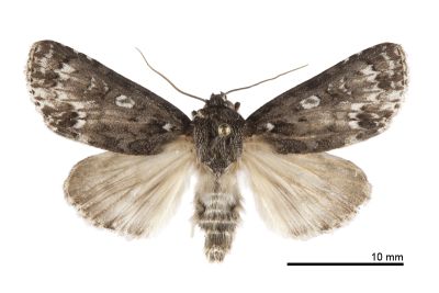 胡頹子劍紋夜蛾 Acronicta pruinosa 雄蟲