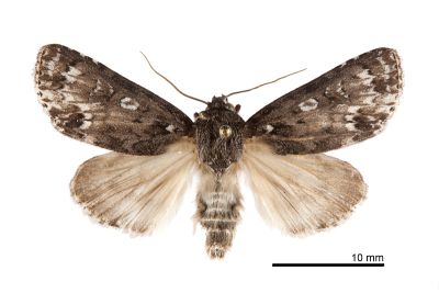 胡頹子劍紋夜蛾 Acronicta pruinosa 雄蟲