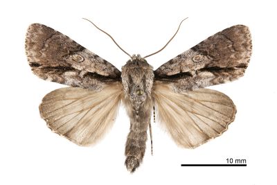 條首夜蛾 Fascionycta fasciata 雄蟲