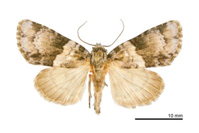 三斑首夜蛾 Craniophora oda 雄蟲
