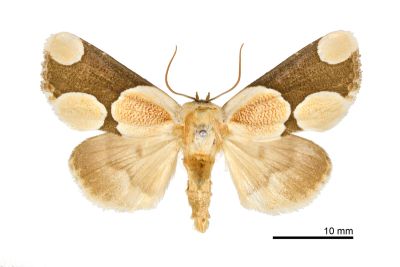 臺灣斑蕊夜蛾 Cymatophoropsis formosana 雄蟲