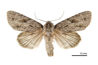 榆劍紋夜蛾 Acronicta hercules 雌蟲