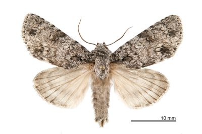 胡頹子劍紋夜蛾 Acronicta pruinosa 雄蟲