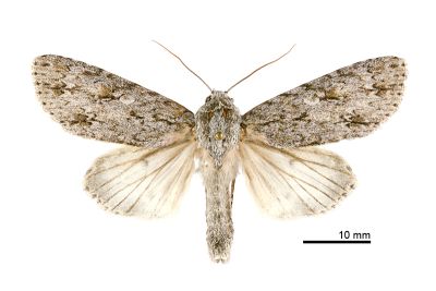 臺灣桑劍紋夜蛾 Acronicta gigasa 雄蟲