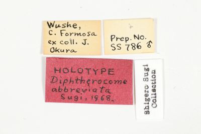簡繽夜蛾 Diphtherocome abbreviata