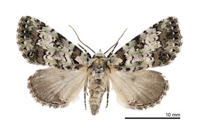 沐繽夜蛾 Moma murrhina 雌蟲