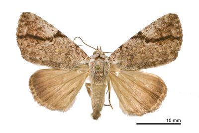 斜梯夜蛾 Tycracona obliqua 雌蟲