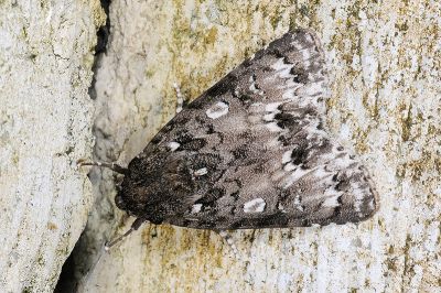 胡頹子劍紋夜蛾 Acronicta pruinosa 雄蟲