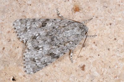 白環劍紋夜蛾 Acronicta albistigma 雄蟲