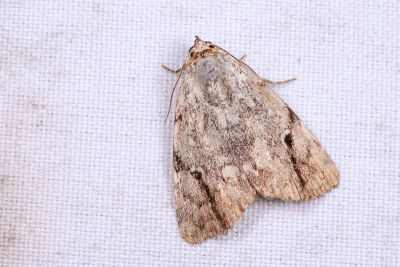 斜梯夜蛾 Tycracona obliqua 雄蟲