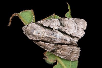 條首夜蛾 Fascionycta fasciata 雄蟲