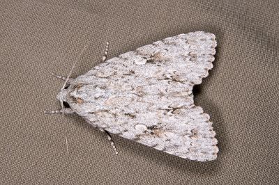 臺灣桑劍紋夜蛾 Acronicta gigasa 雄蟲