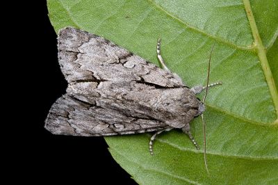 蘋劍紋夜蛾 Acronicta intermedia 雄蟲