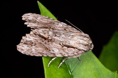 白裙劍紋夜蛾 Acronicta denticulata pernivea 雄蟲