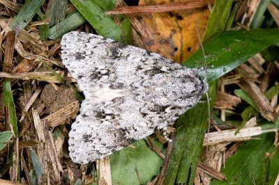 胡頹子劍紋夜蛾 Acronicta pruinosa 雄蟲