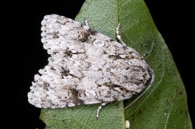 胡頹子劍紋夜蛾 Acronicta pruinosa 雄蟲