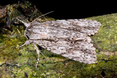 白裙劍紋夜蛾 Acronicta denticulata pernivea 雄蟲