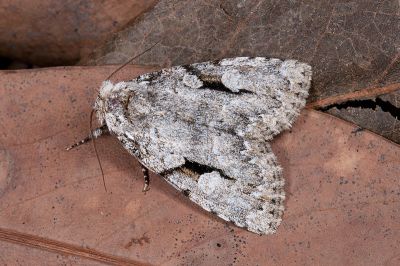 臺灣帕劍紋夜蛾 Subleuconycta calonesiota 雄蟲