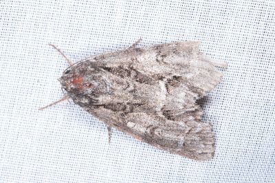 威劍紋夜蛾 Acronicta digna 雌蟲