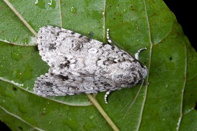 胡頹子劍紋夜蛾 Acronicta pruinosa 雄蟲