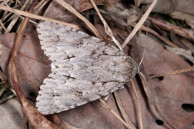 臺灣桑劍紋夜蛾 Acronicta gigasa 雄蟲
