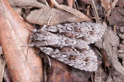 白裙劍紋夜蛾 Acronicta denticulata pernivea 雄蟲
